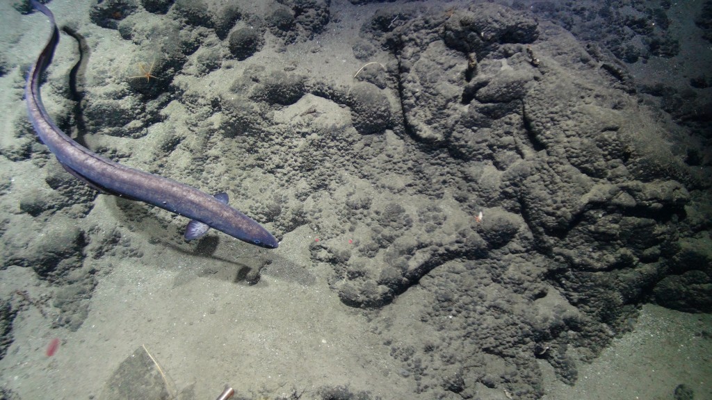 More ROV dives at Knipovich. Photo: eel-like fish. Photo by: ISIS