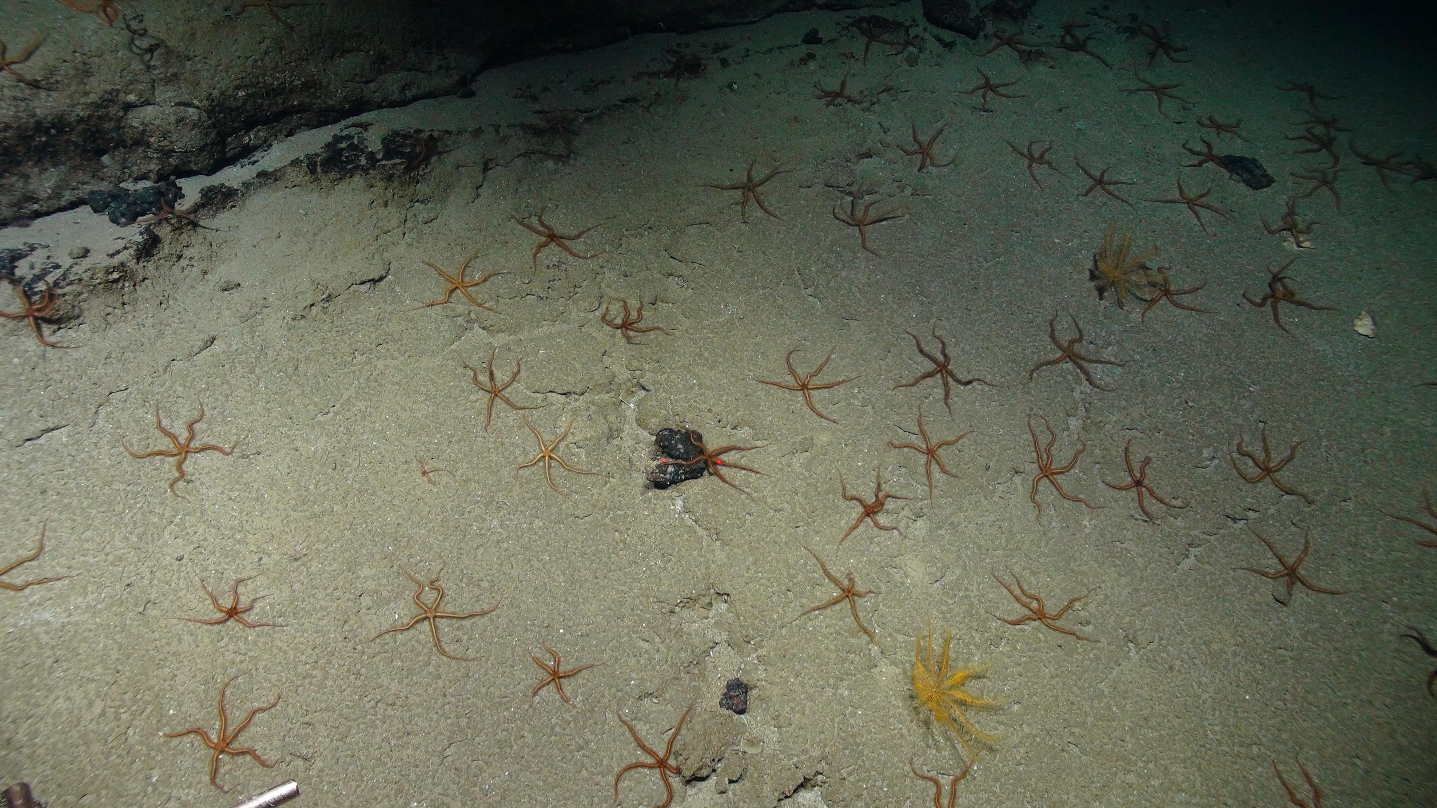 Brittle star haven Photo by: ISIS