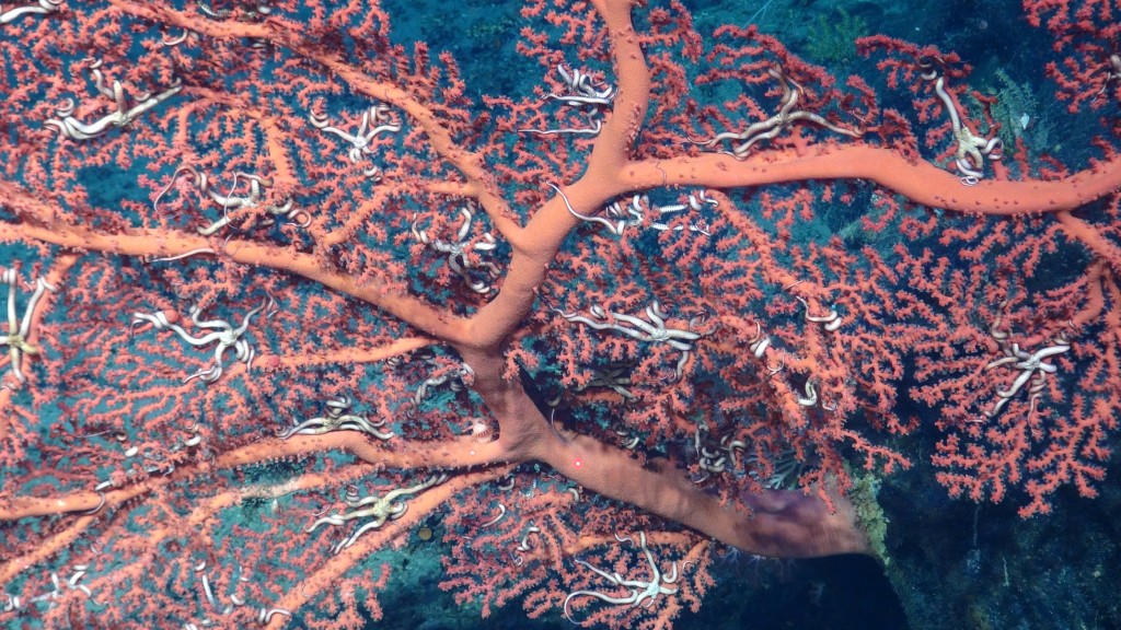 Brittle star colony on coral. Photo by: ISIS