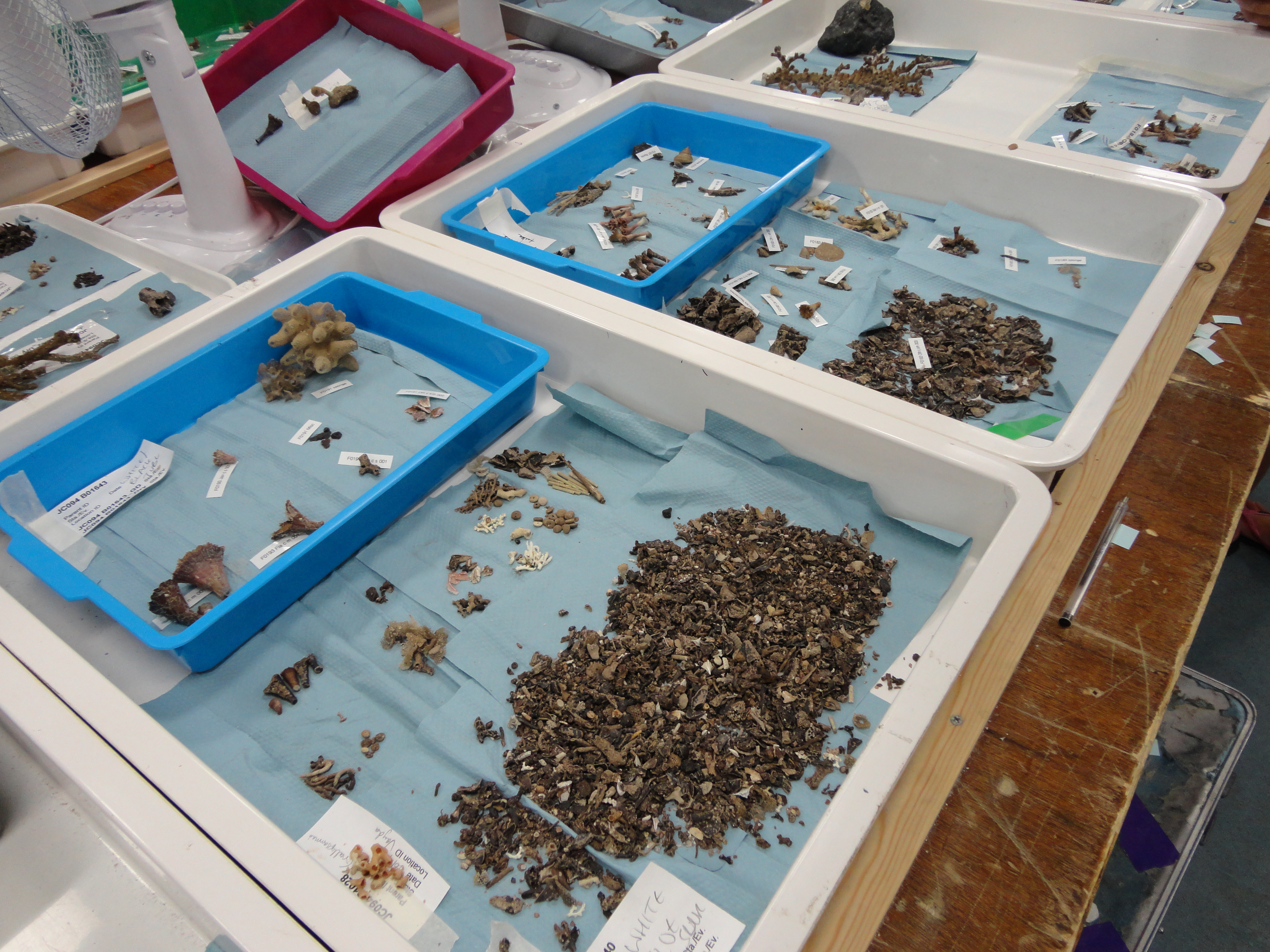 Everyday scene in the deck lab - packed with fossil corals brought up from the ISIS dives. Photo by: Hong Chin