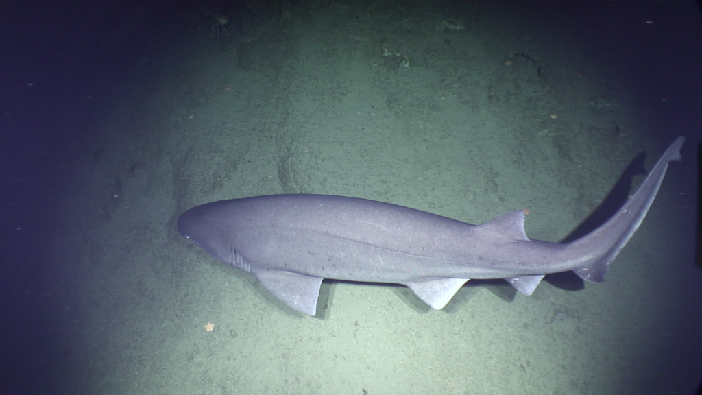 Second ROV dive: Giant shark wants a piece of action too. Photo by: ISIS (screenshot by Maricel)
